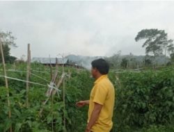 Harga jual tomat anjlok, petani Lampung barat menjerit