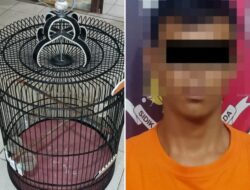 Polsek Blambangan Umpu Ringkus MJ (32), Diduga Curi Burung Murai.